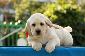 a sweet yellow labrador puppy portrait