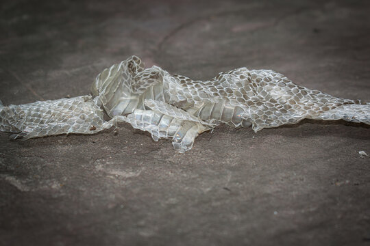 Shedded dry snake skin closeup. Molting snake. Natural skin texture. Reptile scale surface. Animal skin peel.