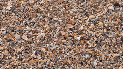 Seashell background. Background made of shells.