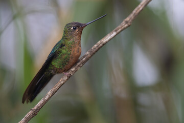 Fototapeta na wymiar Blauflügelkolibri (Great sapphirewing) Yanacocha, Ecuador
