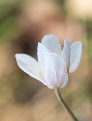 close up macro of beautiful perfect white wood anemone flower, Anemone nemorosa, selective focus, DOF, spring floral background