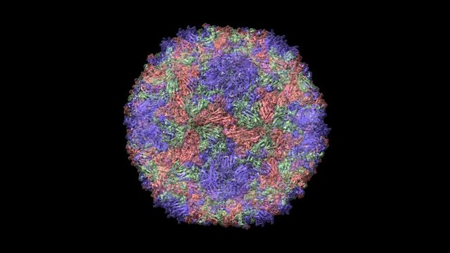Crystal structure of human Enterovirus 71, animated 3D cartoon and Gaussian surface model, chain id color scheme, PDB 3vbs, black background