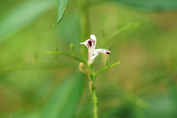 Andrographis paniculata (Burm. F) Nees, generally known as king of bitters, this plant has been...
