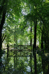 wooden bridge in the forest