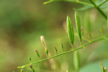Andrographis paniculata (Burm. F) Nees, generally known as king of bitters, this plant has been widely used for treating sore throat, flu, and respiratory tract infections.