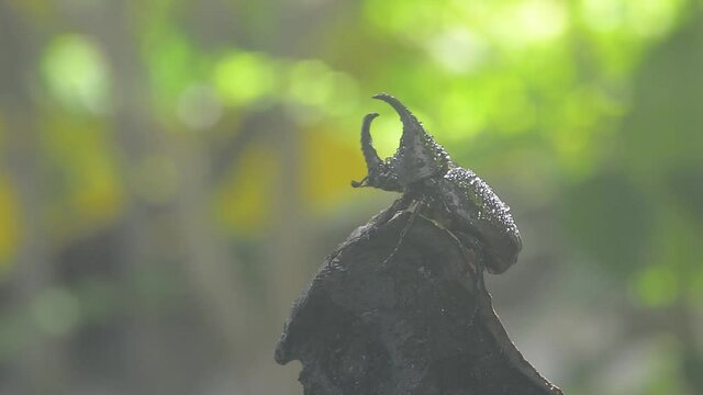 Siamese rhinoceros beetle, Fighting beetle, In the rainy season, insects are active.