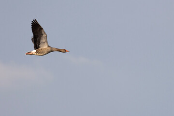 osprey in flight
