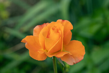 Closeup of an orange tea rose blossom.