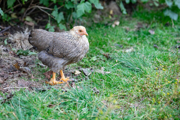 From the chicken farm, free-range chickens,OfotenNordland county,Northern Norway,scandinavia,Europe