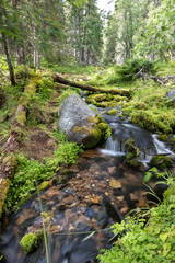 waterfall in the forest