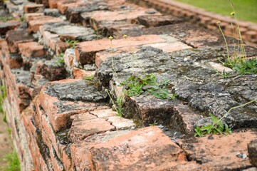 grass flower on old brick wall in history temple at Thailand