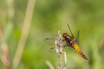 Fototapeta na wymiar dragonfly on a leaf