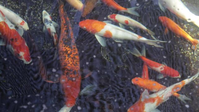 Footage of Fancy Carp swimming in a pond. Fancy Carps Fish or Koi Swim in Pond. Water is black and reflection of light.