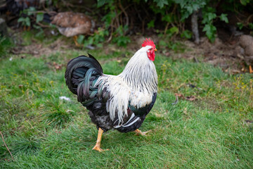 From the chicken farm, free-range chickens - Vargfjorden,OfotenNordland county,Northern Norway,scandinavia,Europe