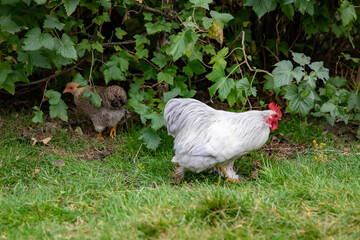 From the chicken farm, free-range chickens,OfotenNordland county,Northern Norway,scandinavia,Europe