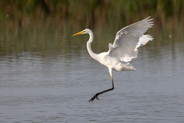 great blue heron