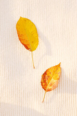 Fototapeta na wymiar Autumn leaves on knitted background. Vertical orientation 