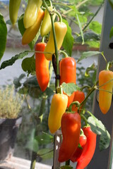 gelbe und orange Chilis