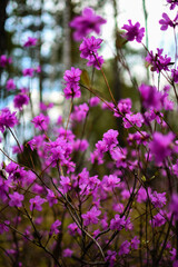 flowers in the garden