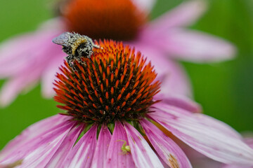 A bee on a flower in pollen