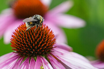 A bee on a flower in pollen