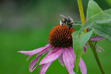 A bee on a flower in pollen
