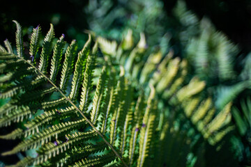 Detail photos of green fern © Kamil
