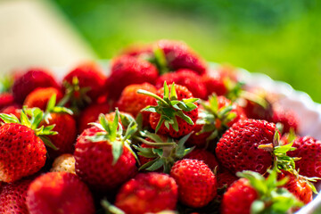 red strawberries in the sun