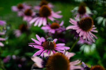 A bee on a flower in pollen