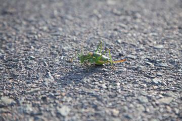 Saltamontes en mitad de la carretera. Insecto verde con patas largas verde y rojo. Saltamontes con ojos saltones. Carretera de asfalto.