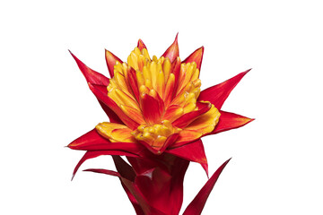 Multicolor Bromeliads isolated on the white background. Clipping path.