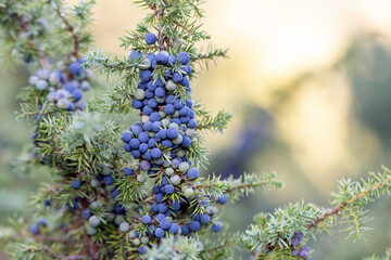 Juniperus communis, the common juniper, is a species of small tree or shrub in the cypress family Cupressaceae. Juniperus communis branch with fresh blue cones.