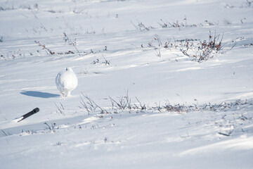 white partridge in snow