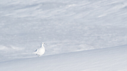 snowy white bird