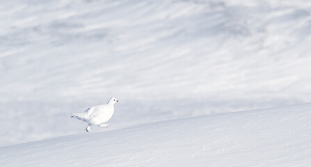 white partridge running on snow