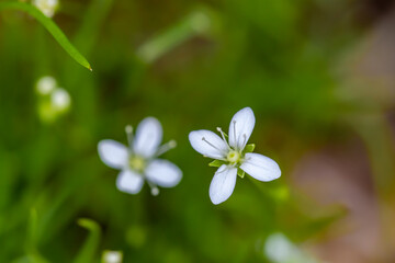Moehringia flower growing in woodland