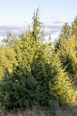 Juniperus communis, the common juniper, is a species of small tree or shrub in the cypress family Cupressaceae. Juniperus communis branch with fresh blue cones.