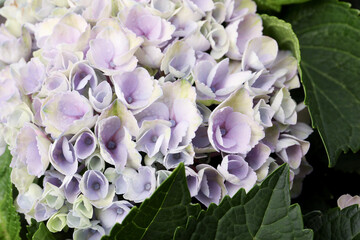 Beautiful hortensia plant with light flowers, closeup