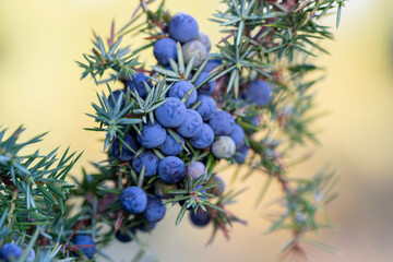 Juniperus communis, the common juniper, is a species of small tree or shrub in the cypress family Cupressaceae. Juniperus communis branch with fresh blue cones.
