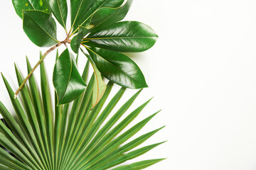 Exotische tropische Grünpflanzen lassen Hintergrund mit weißem Kopienraum