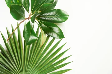 Stickers pour porte Monstera Plantes vertes tropicales exotiques feuilles fond avec espace copie blanc