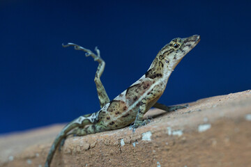 posing lizard