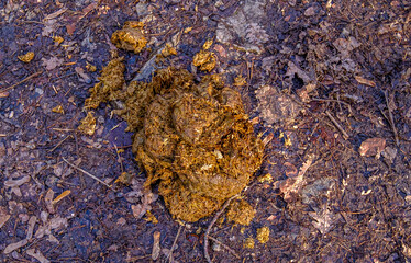 Pferdeäpfel auf dem Boden