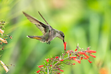 A female Ruby Topaz hummingbird (Chrysolampis mosquitus) feeding on red Antigua Heath flowers. Bird in garden.  Hummingbird hovering