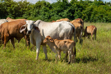 Fototapeta na wymiar Cow with calf standing on grazing , One young standing brown cow and a white cow together.