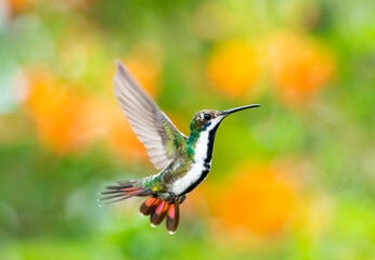 A female Black-throated Mango hummingbird dancing in the air with a blurred background.  Bird in flight.  Hummingbird hovering.