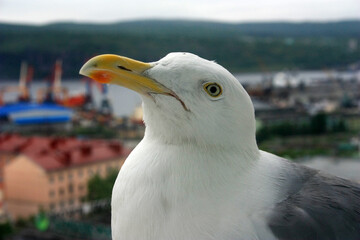 Cormorant sits on the window of a tall building