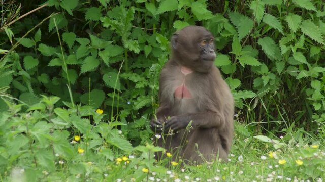 Young macaque looking in the hedges for food.