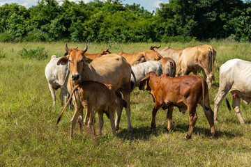 Naklejka na ściany i meble Herd of cows graze at countryside, cows eating grass in the countryside.
