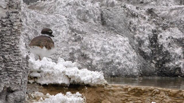 Wyoming Yellowstone National Park  A killdeer bird picking food on Mammoth Hot Springs hot water